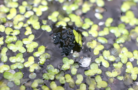 Schwarzer Wasserspringschwanz (Podura aquatica) - © Emanuel Trummer